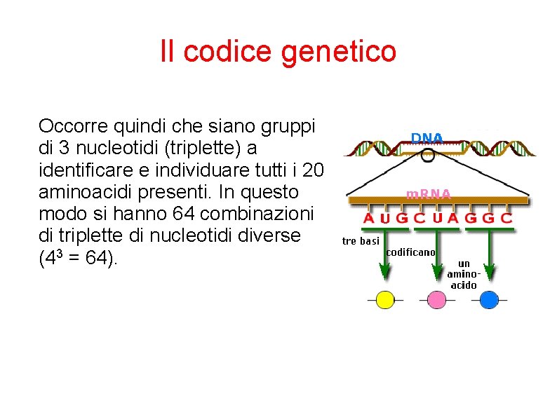 Il codice genetico Occorre quindi che siano gruppi di 3 nucleotidi (triplette) a identificare