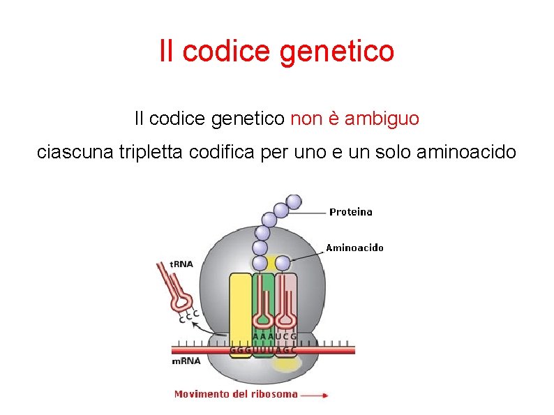 Il codice genetico non è ambiguo ciascuna tripletta codifica per uno e un solo