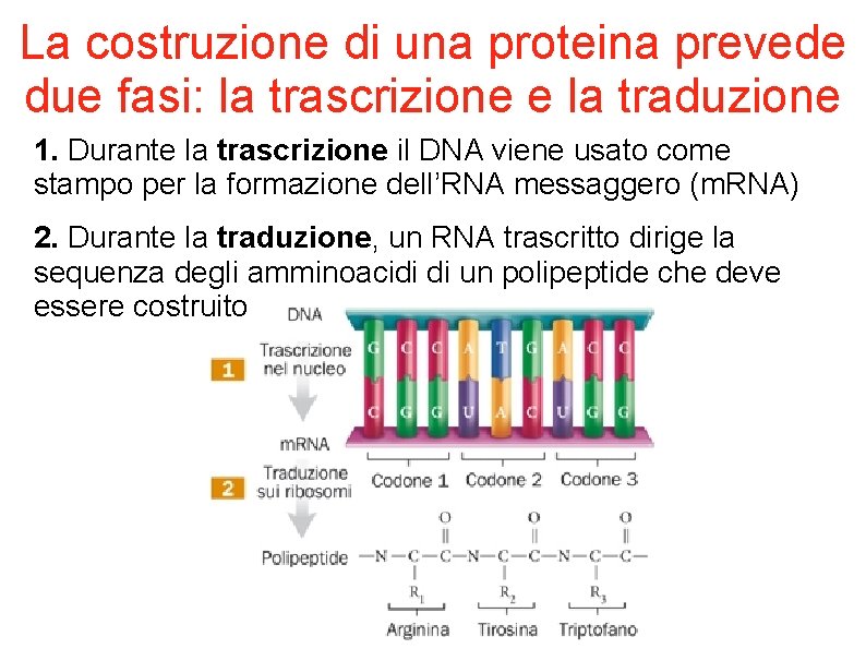 La costruzione di una proteina prevede due fasi: la trascrizione e la traduzione 1.