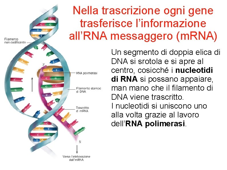 Nella trascrizione ogni gene trasferisce l’informazione all’RNA messaggero (m. RNA) Un segmento di doppia
