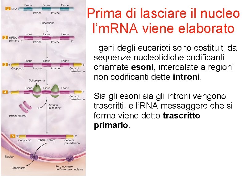 Prima di lasciare il nucleo l’m. RNA viene elaborato I geni degli eucarioti sono