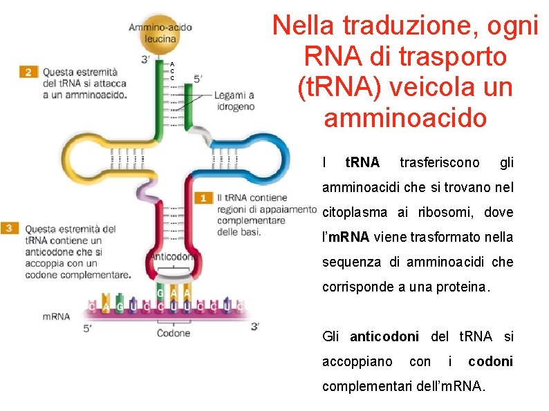 A C C Nella traduzione, ogni RNA di trasporto (t. RNA) veicola un amminoacido