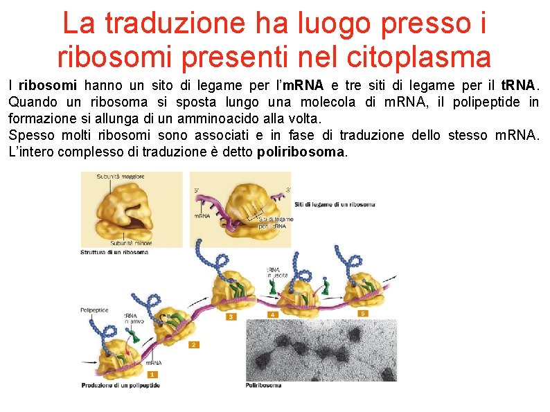 La traduzione ha luogo presso i ribosomi presenti nel citoplasma I ribosomi hanno un