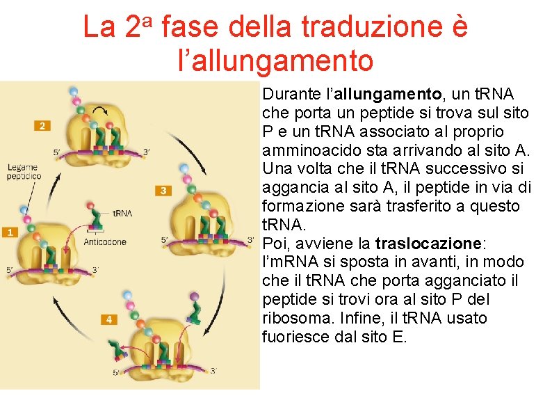 La a 2 fase della traduzione è l’allungamento Durante l’allungamento, un t. RNA che