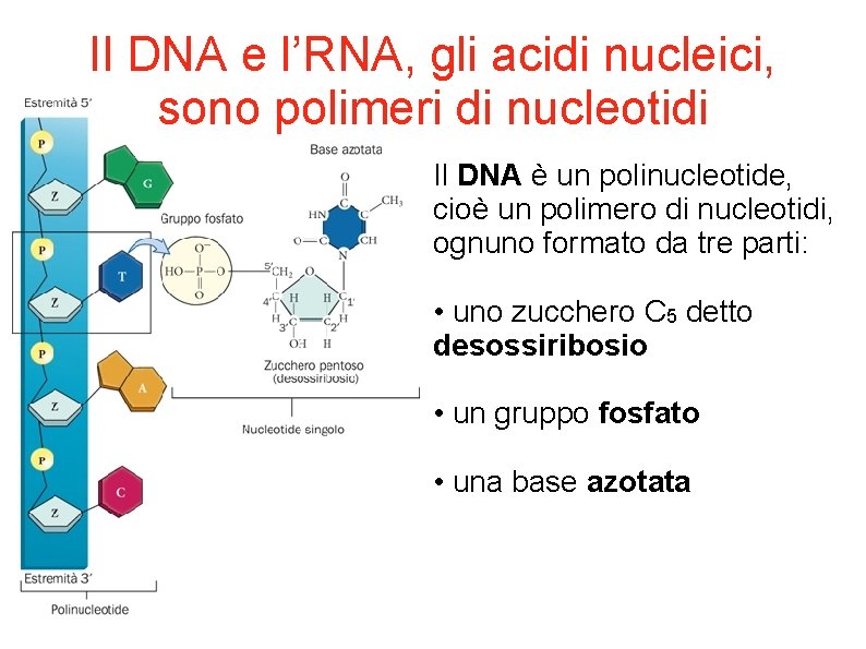 Il DNA e l’RNA, gli acidi nucleici, sono polimeri di nucleotidi Il DNA è