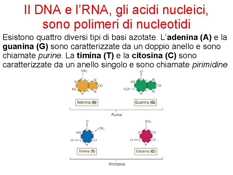 Il DNA e l’RNA, gli acidi nucleici, sono polimeri di nucleotidi Esistono quattro diversi