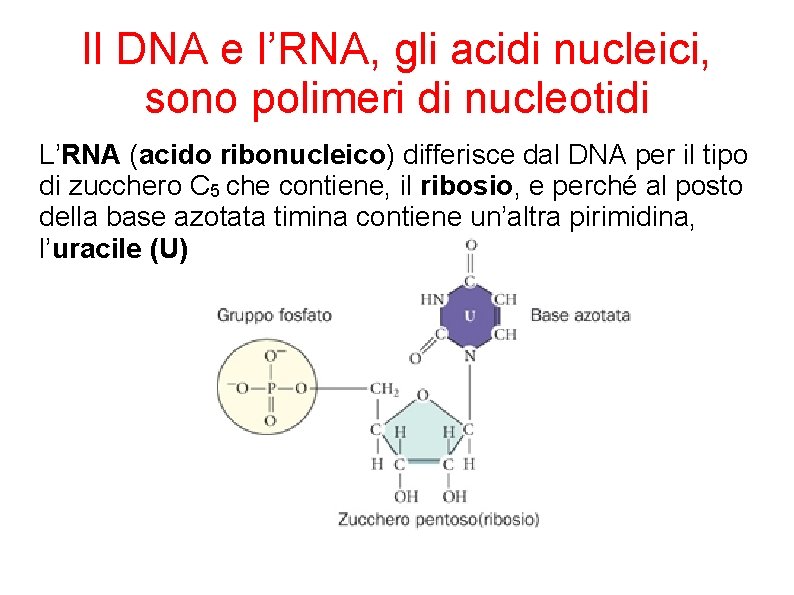 Il DNA e l’RNA, gli acidi nucleici, sono polimeri di nucleotidi L’RNA (acido ribonucleico)