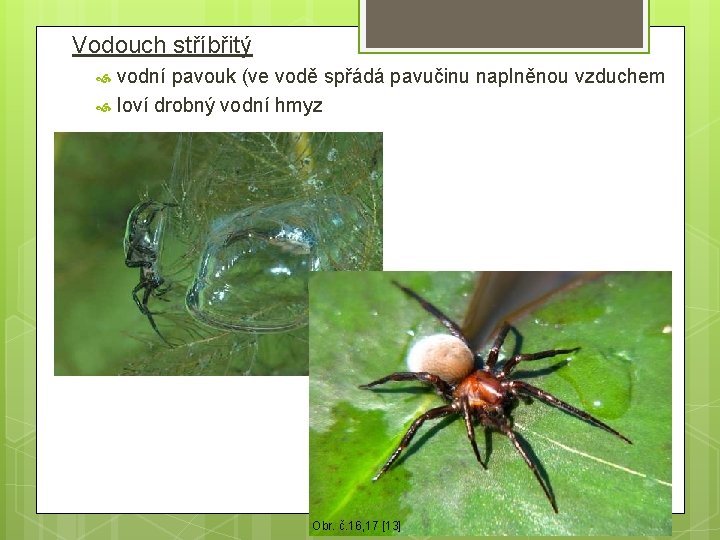 Vodouch stříbřitý vodní pavouk (ve vodě spřádá pavučinu naplněnou vzduchem loví drobný vodní hmyz