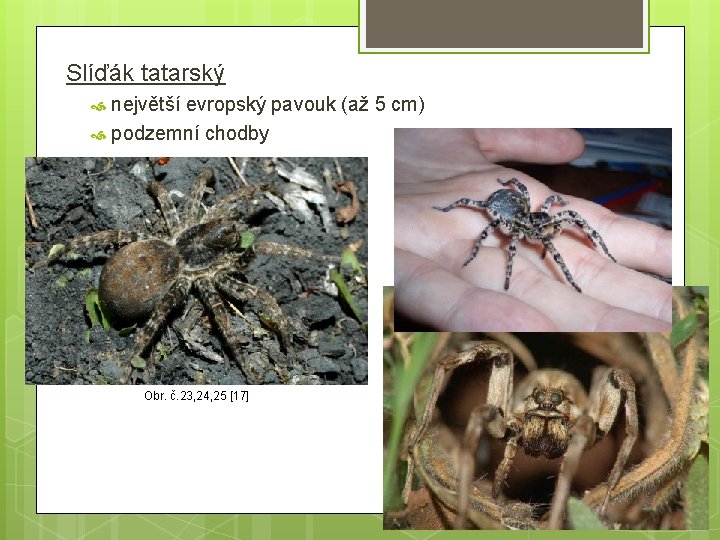 Slíďák tatarský největší evropský pavouk (až 5 cm) podzemní chodby Obr. č. 23, 24,