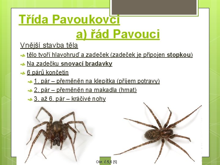 Třída Pavoukovci a) řád Pavouci Vnější stavba tělo tvoří hlavohruď a zadeček (zadeček je