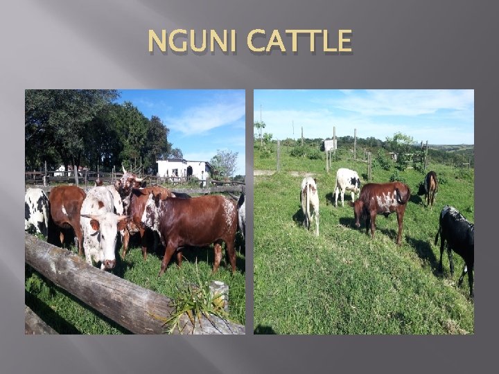 NGUNI CATTLE 