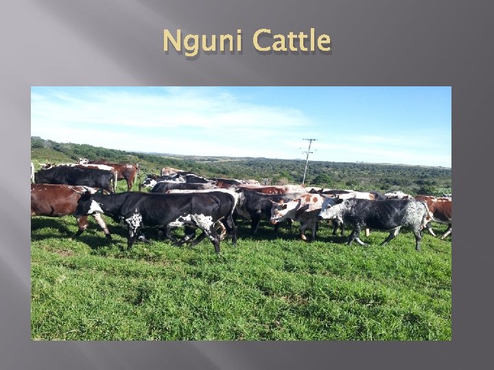 Nguni Cattle 