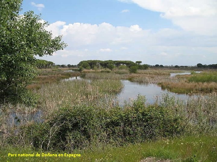 Parc national de Doñana en Espagne 