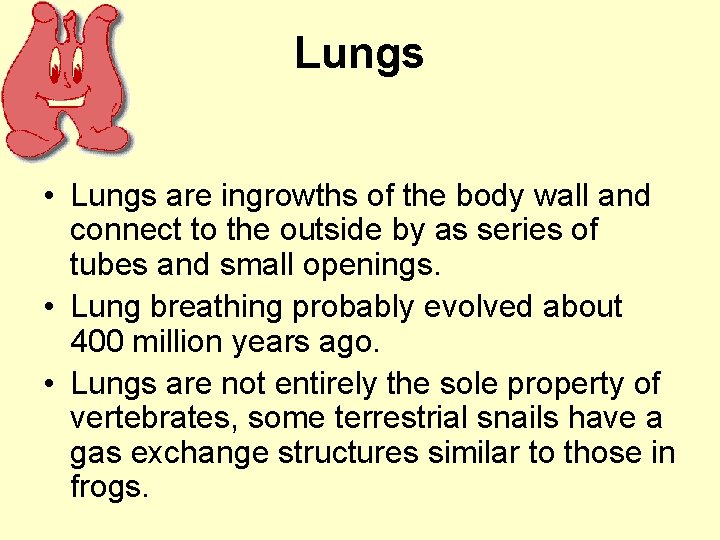 Lungs • Lungs are ingrowths of the body wall and connect to the outside