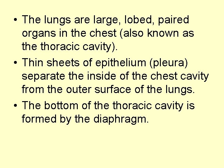  • The lungs are large, lobed, paired organs in the chest (also known