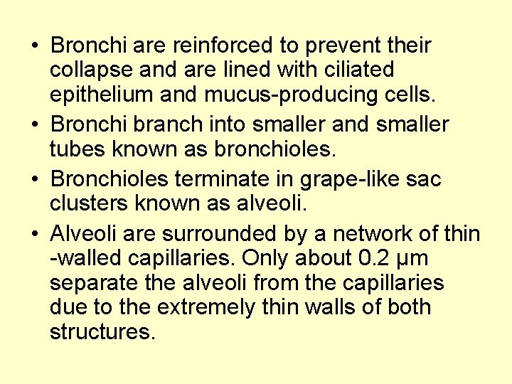  • Bronchi are reinforced to prevent their collapse and are lined with ciliated