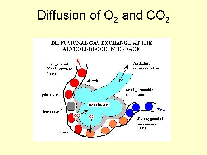 Diffusion of O 2 and CO 2 