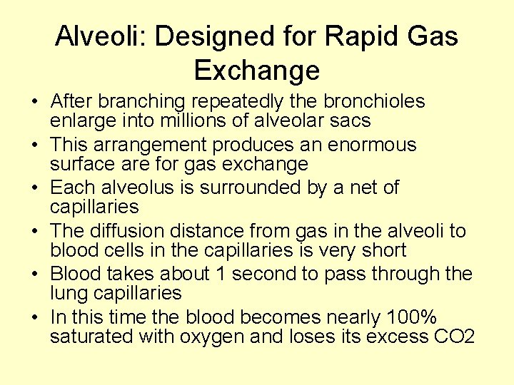 Alveoli: Designed for Rapid Gas Exchange • After branching repeatedly the bronchioles enlarge into