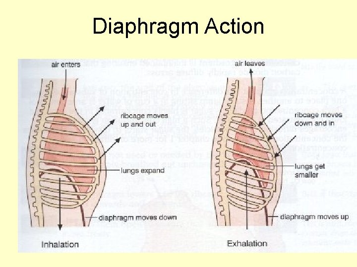 Diaphragm Action 