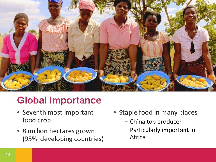 Global Importance • Seventh most important food crop • 8 million hectares grown (95%