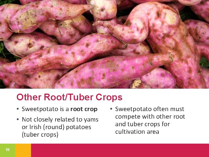Other Root/Tuber Crops • Sweetpotato is a root crop • Not closely related to