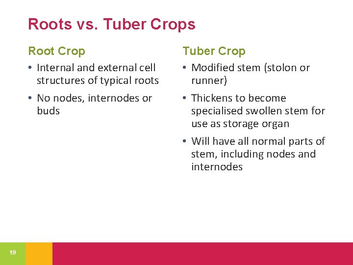 Roots vs. Tuber Crops Root Crop • Internal and external cell structures of typical