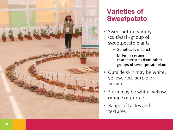 Varieties of Sweetpotato • Sweetpotato variety (cultivar) - group of sweetpotato plants − Genetically