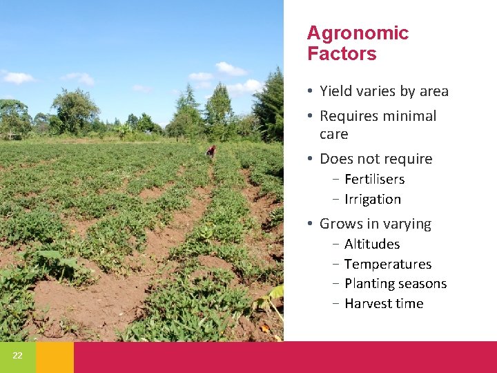 Agronomic Factors • Yield varies by area • Requires minimal care • Does not