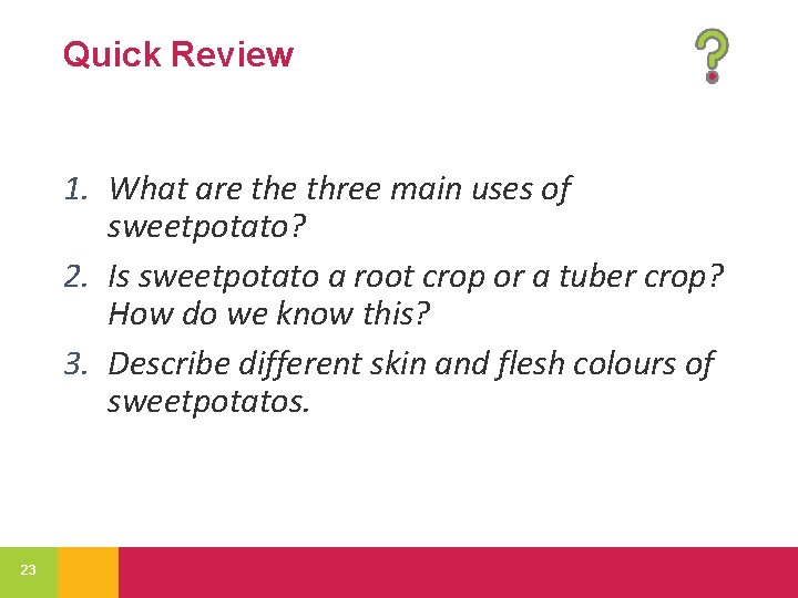 Quick Review 1. What are three main uses of sweetpotato? 2. Is sweetpotato a