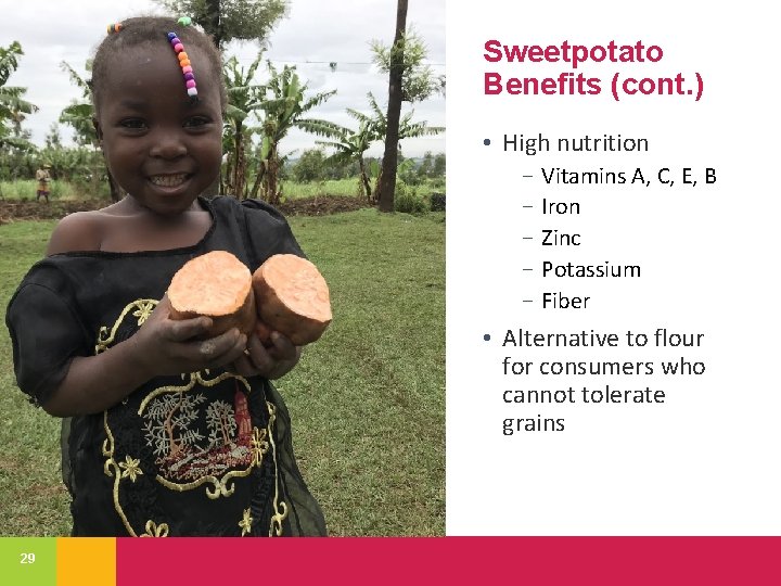 Sweetpotato Benefits (cont. ) • High nutrition − Vitamins A, C, E, B −