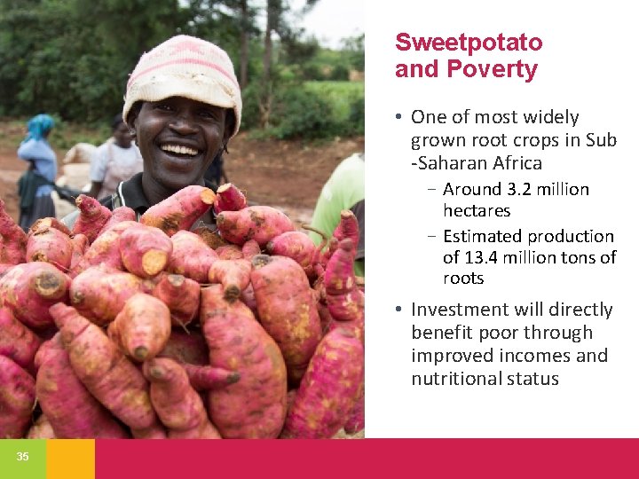 Sweetpotato and Poverty • One of most widely grown root crops in Sub -Saharan