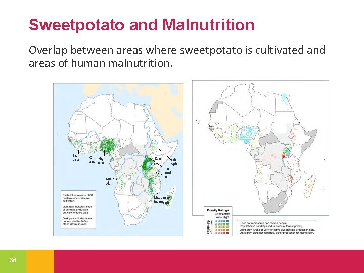 Sweetpotato and Malnutrition Overlap between areas where sweetpotato is cultivated and areas of human