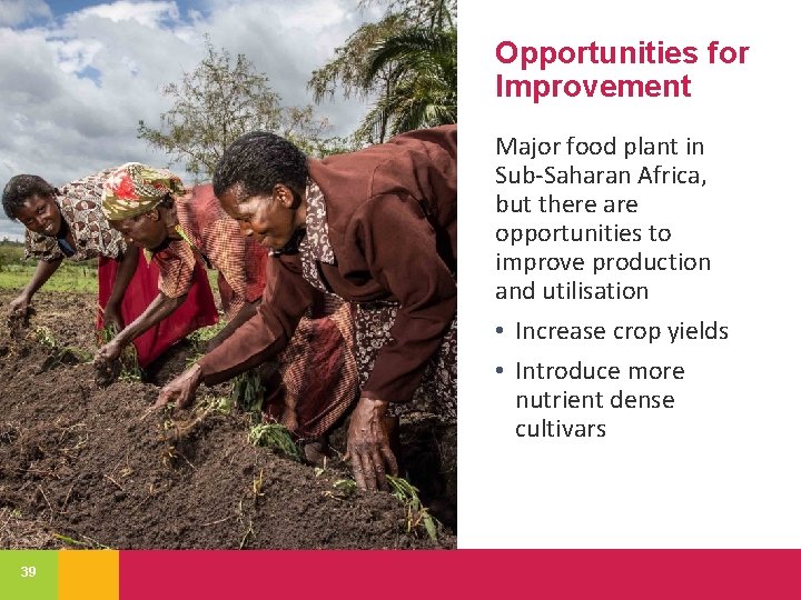 Opportunities for Improvement Major food plant in Sub-Saharan Africa, but there are opportunities to