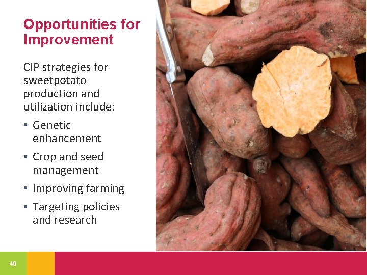 Opportunities for Improvement CIP strategies for sweetpotato production and utilization include: • Genetic enhancement