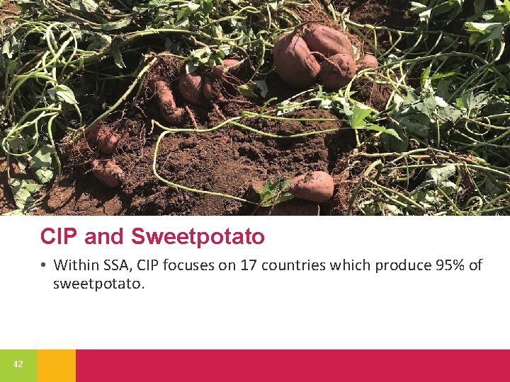 CIP and Sweetpotato • Within SSA, CIP focuses on 17 countries which produce 95%