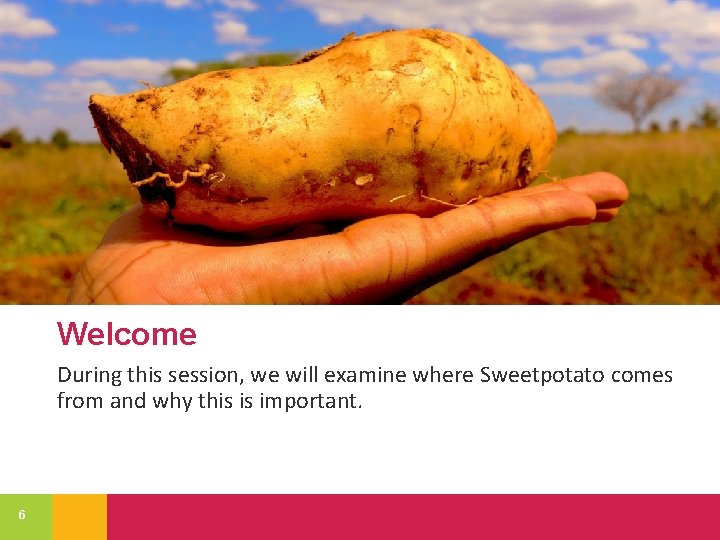Welcome During this session, we will examine where Sweetpotato comes from and why this