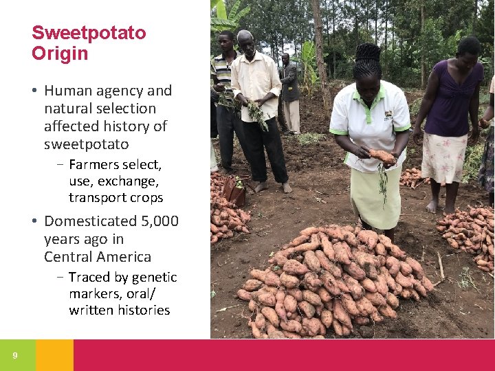 Sweetpotato Origin • Human agency and natural selection affected history of sweetpotato − Farmers