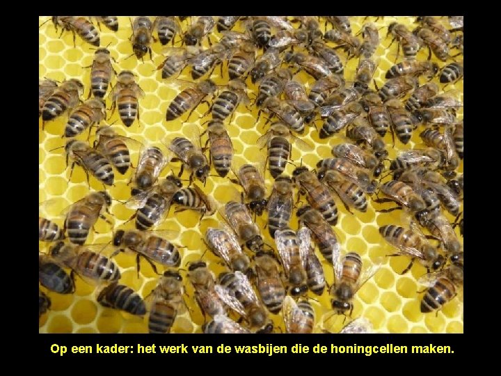 Op een kader: het werk van de wasbijen die de honingcellen maken. 