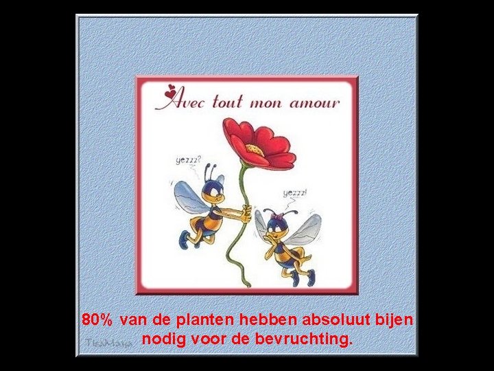 80% van de planten hebben absoluut bijen nodig voor de bevruchting. 