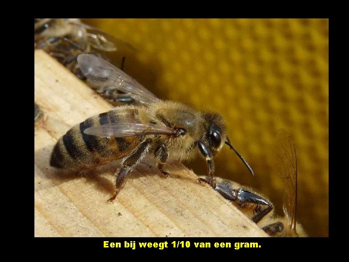 Een bij weegt 1/10 van een gram. 