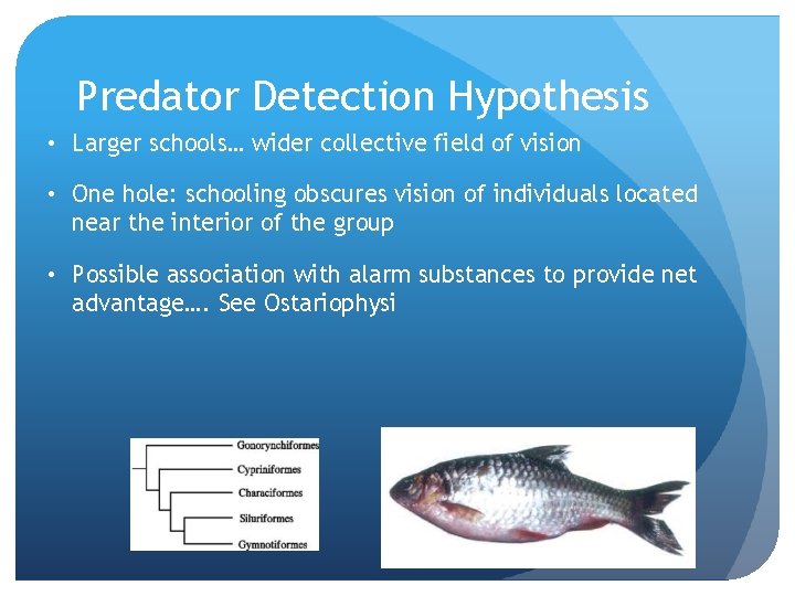 Schooling of Fish Advantages and Disadvantages of the
