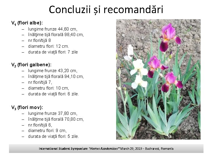 Concluzii și recomandări V 1 (flori albe): – – – lungime frunze 44, 60