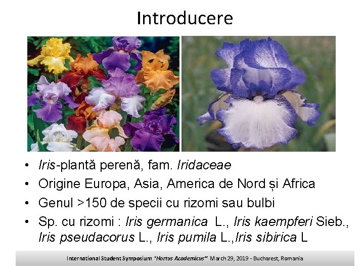 Introducere • • Iris-plantă perenă, fam. Iridaceae Origine Europa, Asia, America de Nord și