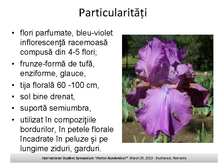 Particularități • flori parfumate, bleu-violet inflorescenţă racemoasă compusă din 4 -5 flori; • frunze-formă