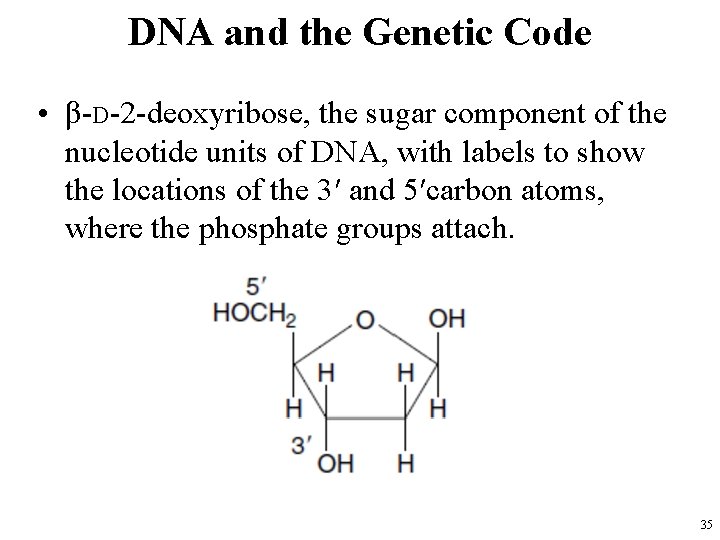 DNA and the Genetic Code • β-D-2 -deoxyribose, the sugar component of the nucleotide