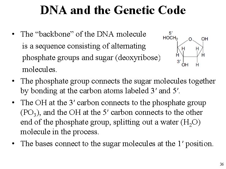 DNA and the Genetic Code • The “backbone” of the DNA molecule is a