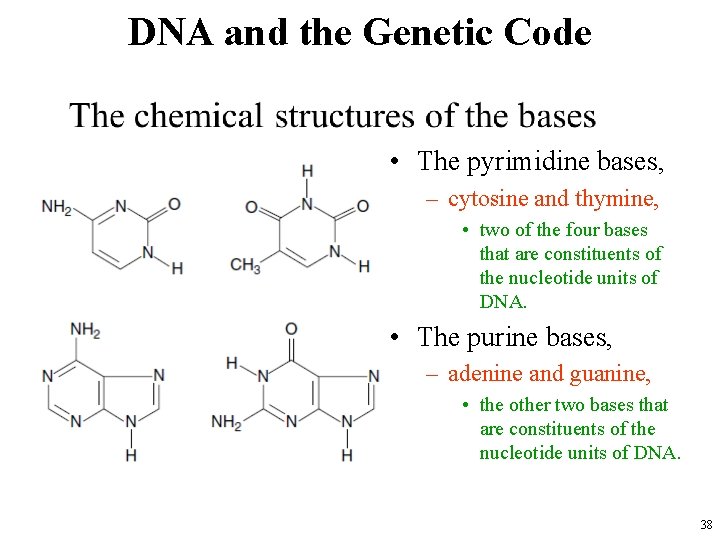 DNA and the Genetic Code • The pyrimidine bases, – cytosine and thymine, •