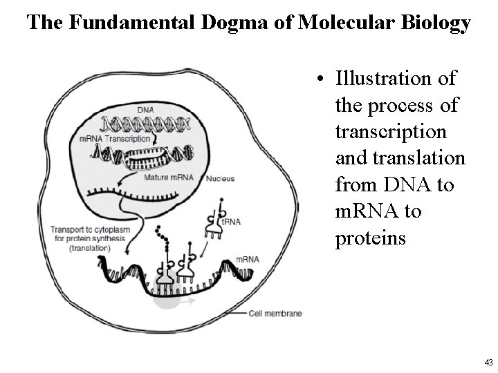 The Fundamental Dogma of Molecular Biology • Illustration of the process of transcription and