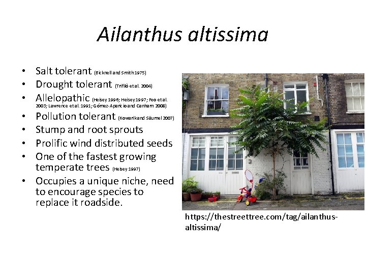 Ailanthus altissima • Salt tolerant (Bicknell and Smith 1975) • Drought tolerant (Trifilò et