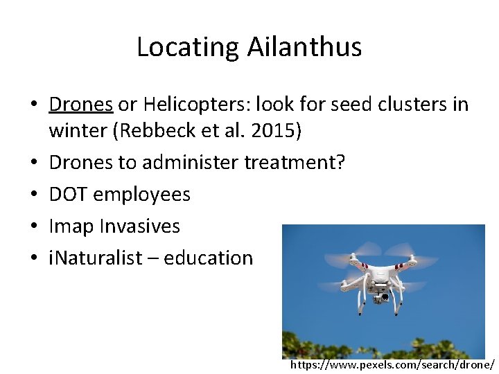 Locating Ailanthus • Drones or Helicopters: look for seed clusters in winter (Rebbeck et